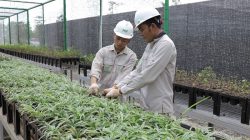 Bank Benih Nursery Mandiri IMIP, Menjaga Keanekaragaman Hayati Lokal
