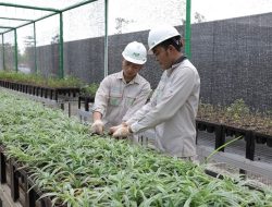 Bank Benih Nursery Mandiri IMIP, Menjaga Keanekaragaman Hayati Lokal