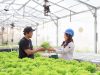 Dari Laboratorium ke Hidroponik, Jejak Karyawan IMIP di Ruang Hijau