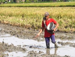 Dua Tahun Pemerintahan Prabowo: Harga Pupuk Turun 20 Persen, Kesejahteraan Petani Meningkat